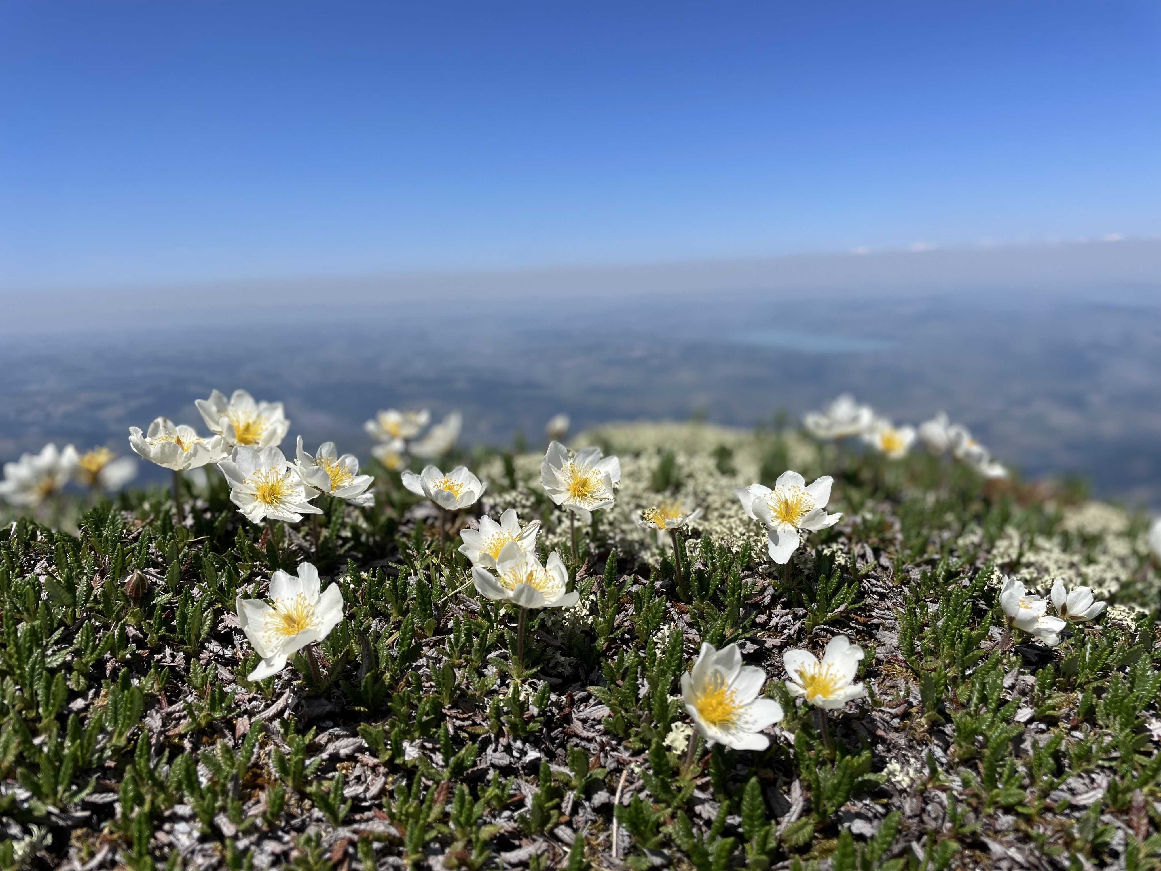 Alpine wildflowers, Switzerland