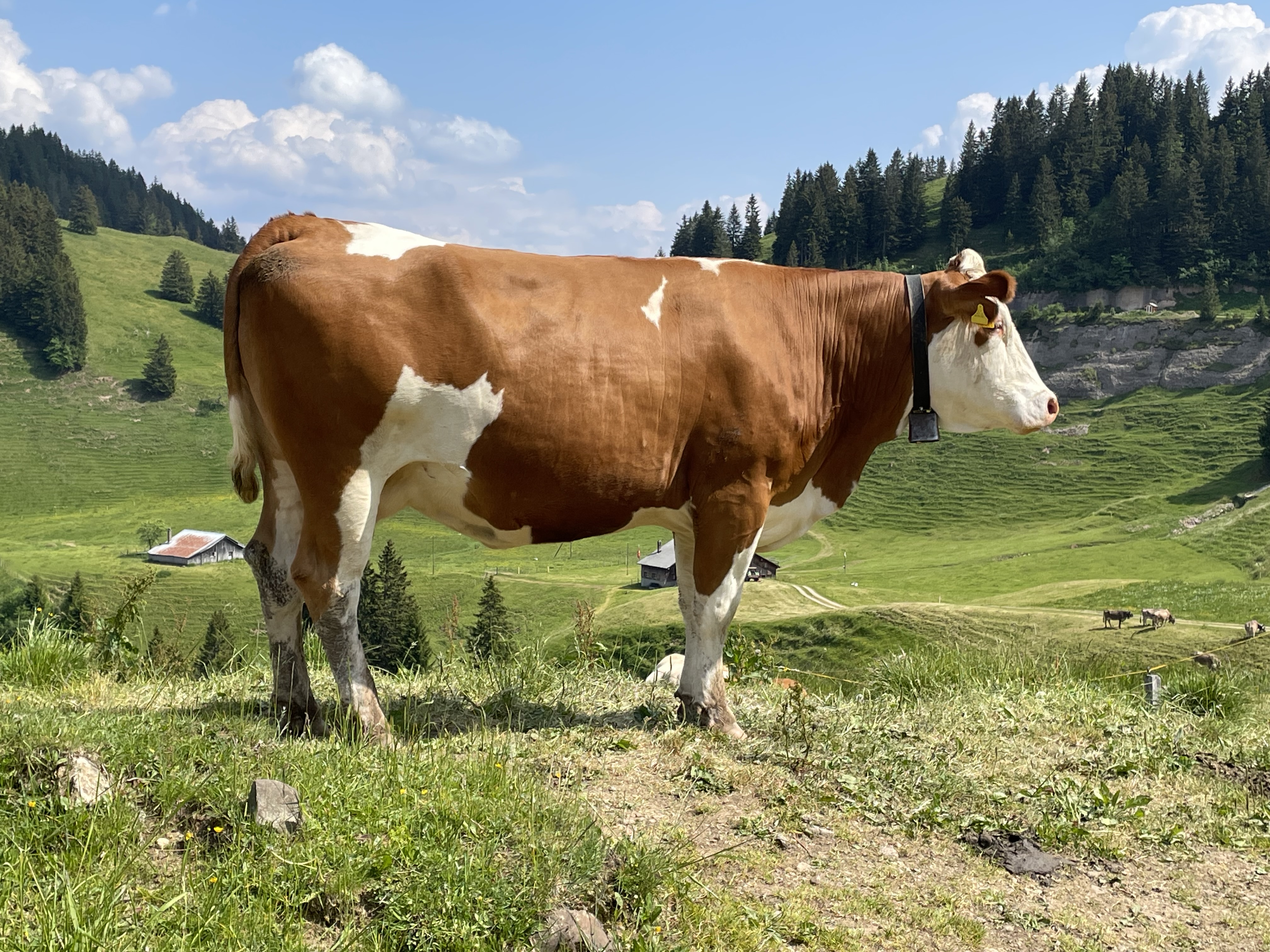 Swiss alpine meadow