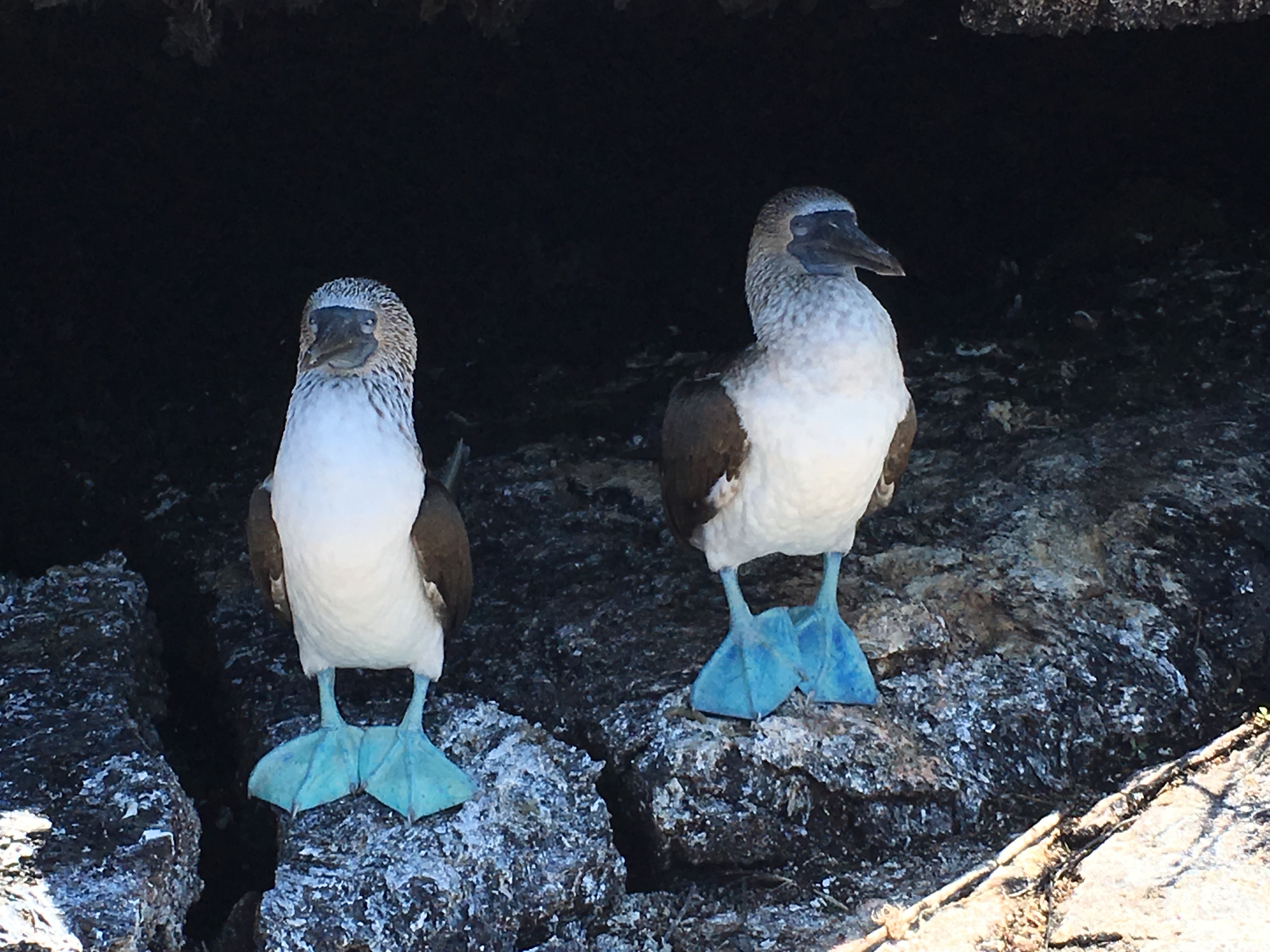 Galápagos Islands · Ecuador